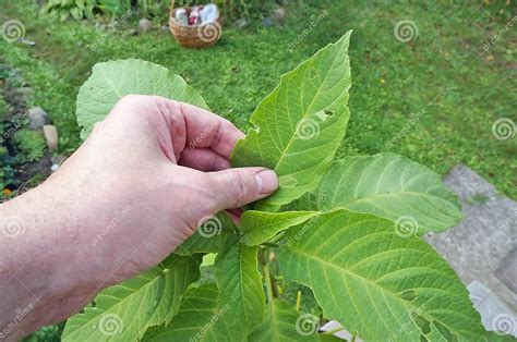 An Elderly Grandpa Farmer Holds In His Hand A Leaf Of A Diseased Stock