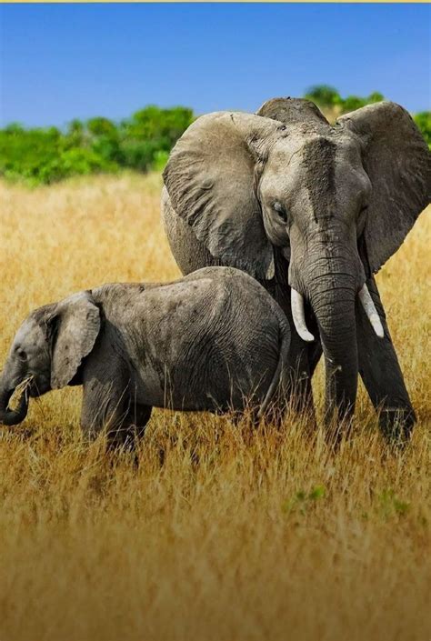 elephant  baby elephant  jungle grass wild life photography travelling blog dr nilesh