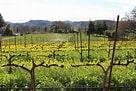 Image result for Alexander Valley Cabernet Franc