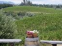 Image result for Iron Horse Pinot Noir North Block