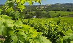 Image result for Alexander Valley Cabernet Franc