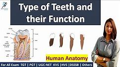 Type of Teeth and Their Functions | Human Anatomy