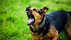 The 13 Most Dangerous Dog Breeds