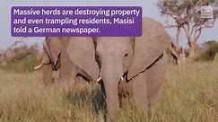 Botswana Threatens Germany With 20,000 Elephants