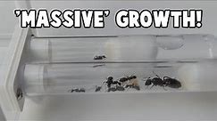 MASSIVE growth! Camponotus Ligniperda