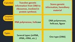 Difference between DNA and RNA #biology #neet2024