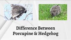 Difference Between Porcupine and Hedgehog | Porcupine vs Hedgehog: Who Wins the Prickly Battle?