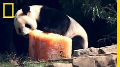 Birthday Cake for Panda | National Geographic