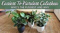 Hard to Easy Calathea | Who's the Fussiest and Why