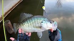 CRAPPIE Fishing With JIG & BOBBER From The BANK‼️ CRAZY Double Jig Rig Action