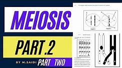 MEIOSIS PART 2 MADE EASY: GRADE 12 LIFE SCIENCES BY M.SAIDI THUNDEREDUC