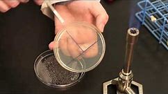 Streaking microorganisms on an agar plate