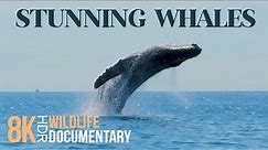 The Life of Stunning Whales - Animal Documentary about Giant Marine Mammals 8K HDR