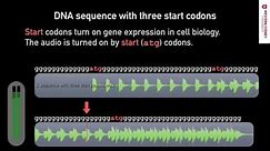 What does DNA sound like? 02 START Sequences