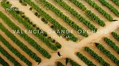 P&O Cruises | Valencia orange orchard