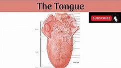 The Tongue | Parts| Features| Papillae| Muscles |Nerve & Blood supply|Lymphatic Drainage|Development