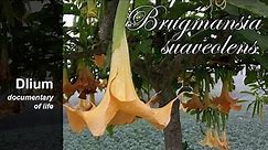 Night bells (Brugmansia suaveolens) - part 4