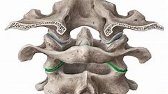 Atlantoaxial joint