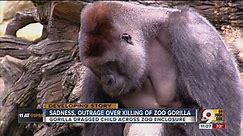 Sadness, outrage over killing of zoo gorilla