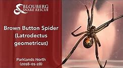 Brown Button Spider near Parklands (20180128)