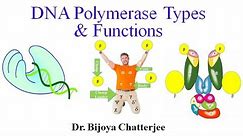 DNA Polymerase Types & Functions