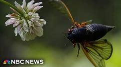 Two broods of cicadas will emerge this summer at level not seen since 1803