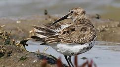 Do you bathe like a Dunlin? | Calidris alpina