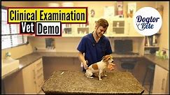 How To Perform A Clinical Exam On Your Dog | Vet Demo