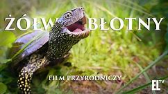 Żółw błotny. Osobliwy relikt polskiej przyrody [FILM PRZYRODNICZY]