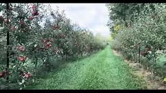 Apple Orchard