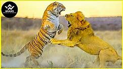 15 Epic Moments Lion vs Tiger Real Fight With Incredible Strength | Wildlife Animals
