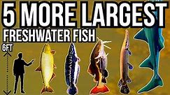 5 More of The Largest Freshwater Fish In The World Part 5