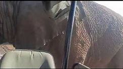 Bull Elephant on Musth trying to lift our game vehicle, Pilanesberg, South Africa
