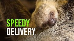 Adorable Baby Sloth Surprises Zookeepers With Speedy Birth At ZSL London Zoo
