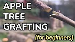Apple Tree Grafting (for beginners | become more self sufficient)