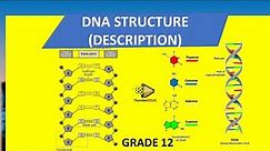DNA STRUCTURE | simplified structure of DNA | GRADE 12 LIFE SCIENCES ThunderEDUC | BY. M.SAIDI