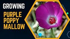 growing Callirhoe involucrata (Purple Poppy Mallow)