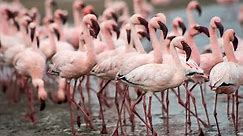 Pink Flamingos at Walvis Bay, Namibia