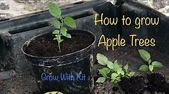 Growing Apple Trees from seed | Seed Germination & Transplanting seedlings