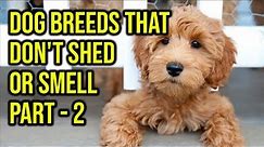Top 10 Dog Breeds That Don't Shed Or Smell Part 2