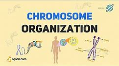 Chromosome Structure, Function and Organization | Cell Biology Basics | Introduction