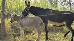 Donkey Male First Time Metting female donkey #metting #donkey #virlvideo