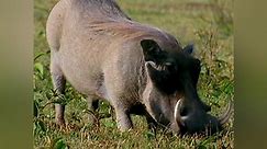 Animal Fight Night Season 2 Episode 5 Warthogs, Hippos, Mongoose