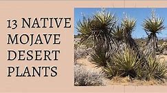 13 Native Mojave Desert Plants - Catclaw Acacia, Creosote, Jojoba, Cholla, Opuntia, Ephedra