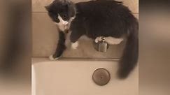 Cat Catastrophe