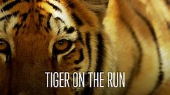 Tiger on the Run
