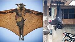THE BIGGEST BAT IN THE WORLD | This huge bat is really amazing