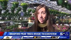 Bradford Pear Trees Invade TN Ecosystem