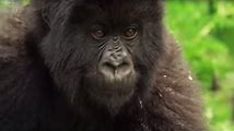 Goryle i inne zagrożone zwierzęta Afryki
