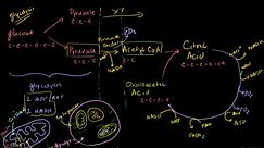 Krebs / citric acid cycle